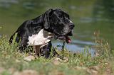 DOGUE ALLEMAND 089